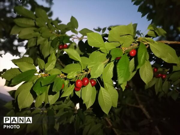 برداشت گیلاس از باغات و تصاویر زیبا از طبیعت سرسبز شهربار 