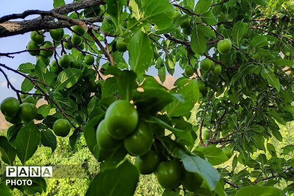 فصل چیدن یاقوت های چشم نواز در شهر بار نیشابور-۲ 