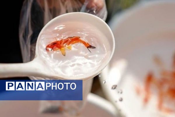 حال‌و هوای مردم شیراز در آستانه سال نو