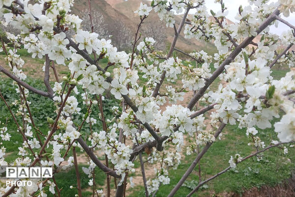 شکوفه‌های بهاری استان خراسان شمالی 