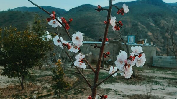 طبیعت بهاری، یک یادآوری دوست داشتنی
