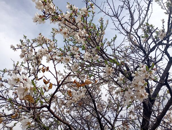  شکوفه های بهاری در روستای گزکوه