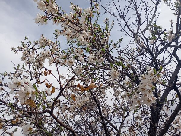  شکوفه های بهاری در روستای گزکوه