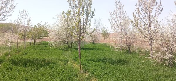 طبیعت بی نظیر روستا سربالا بهترین گزینه برای طبیعتگردی در فصل بهار