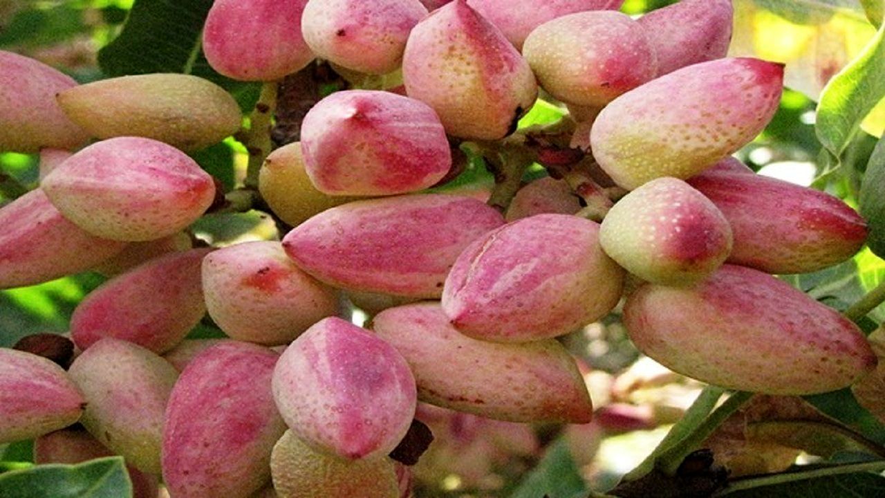 سطح زیر کشت پسته استان آذربایجان شرقی ۳ هزار و ۱۲۰ هکتار است