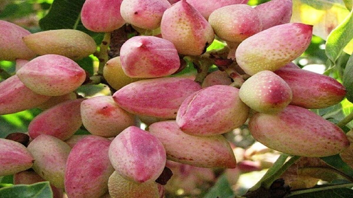 سطح زیر کشت پسته استان آذربایجان شرقی ۳ هزار و ۱۲۰ هکتار است