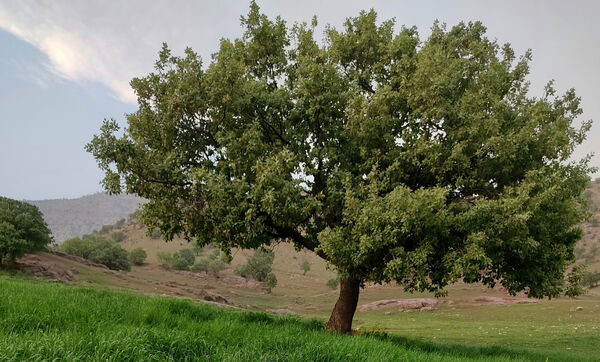 طبیعت بسیار خاص منطقه زیودار شهرستان معمولان