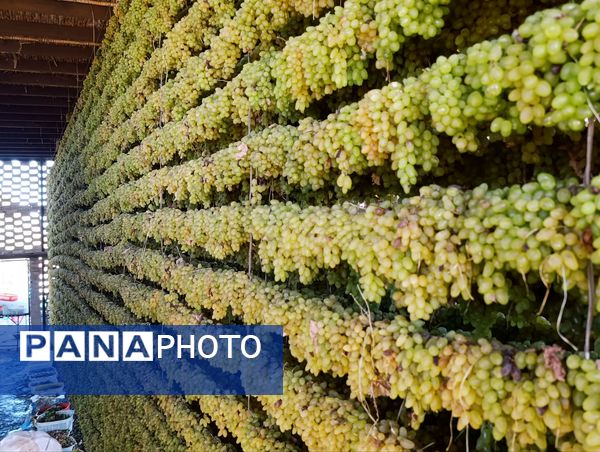 برداشت ۳۰ هزار تن انگور از تاکستان‌های ترشیز