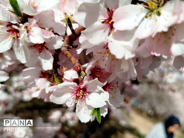 شکوفه‌های بهاری شهر بن، نویدبخش طراوت و زندگی دوباره