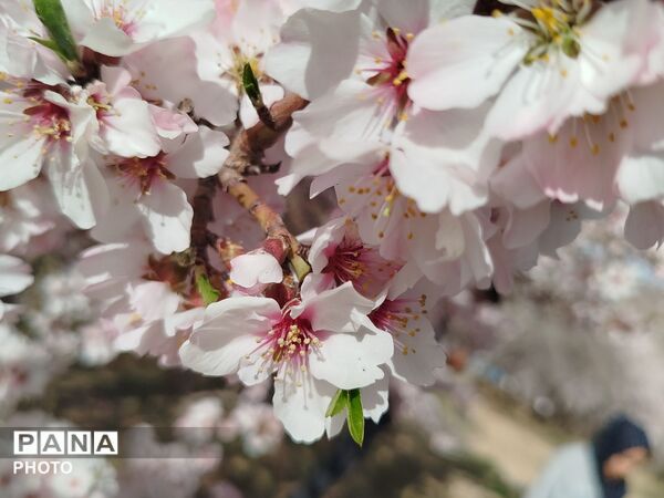 شکوفه‌های بهاری شهر بن، نویدبخش طراوت و زندگی دوباره