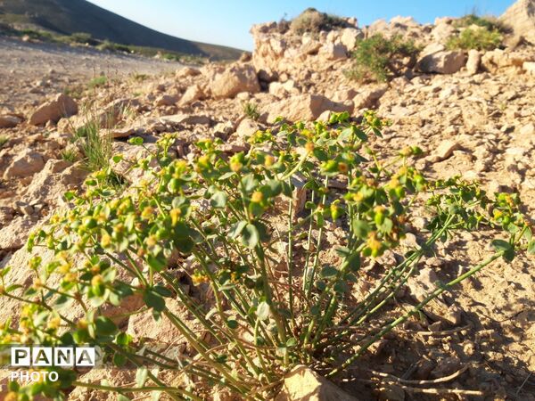 منظره ی دیدنی طبیعت کوه های شهر بار 