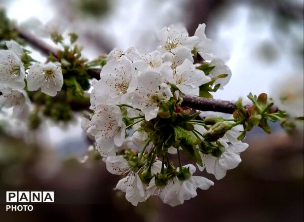 بازگشت بهار؛ آواز دوباره‌ی زندگی