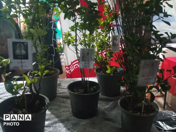 پویش نهال امید