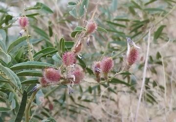 میراث شیرین خاک؛معرفی گیاه شیرین‌بیان 
