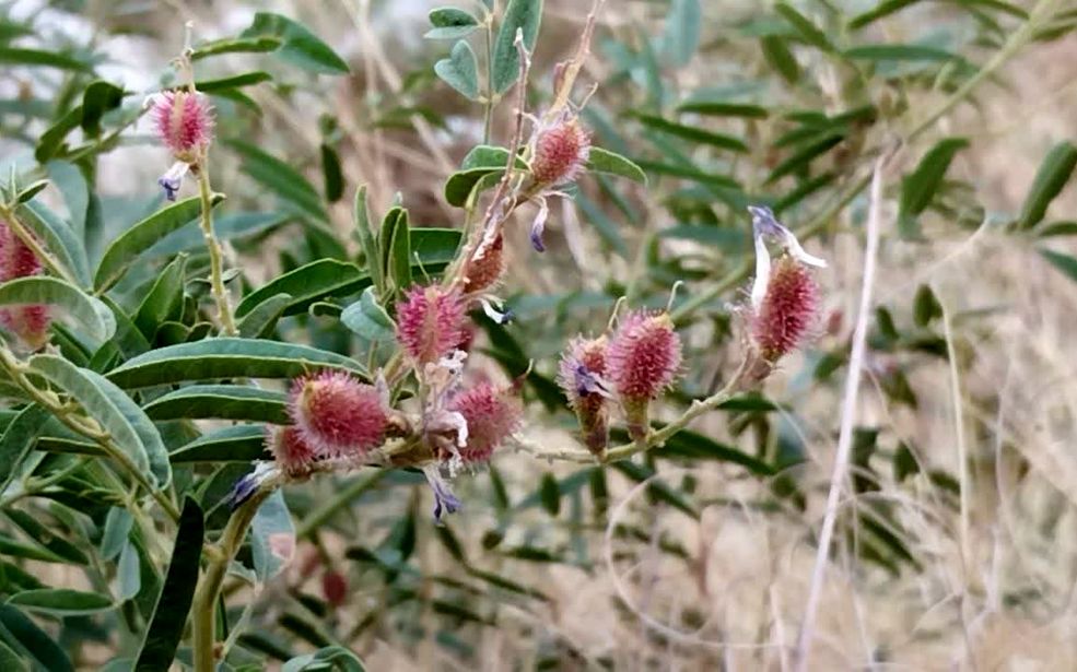 میراث شیرین خاک؛معرفی گیاه شیرین‌بیان 