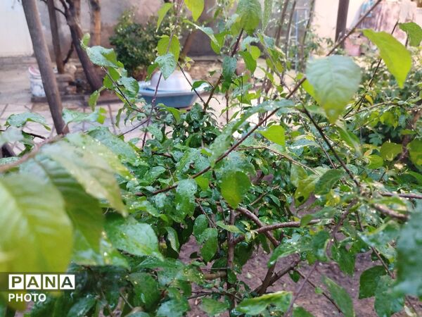 بارش رحمت الهی همراه با تگرگ در شهرستان نیشابور 