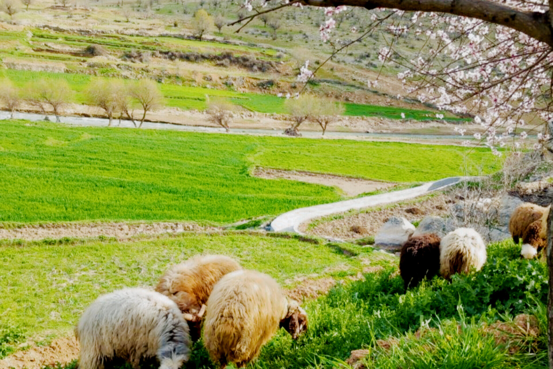  بهاریِ رنگارنگ در پل‌بریده