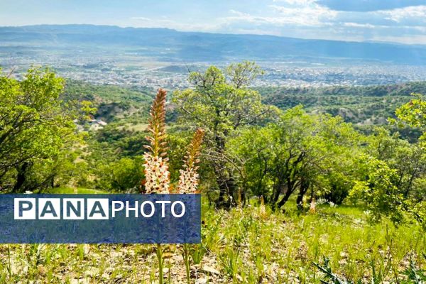 جلوه‌های بهاری طبیعت یاسوج