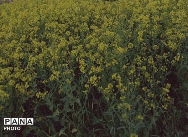 رویش شکوفه ها در روستای فرخ آباد