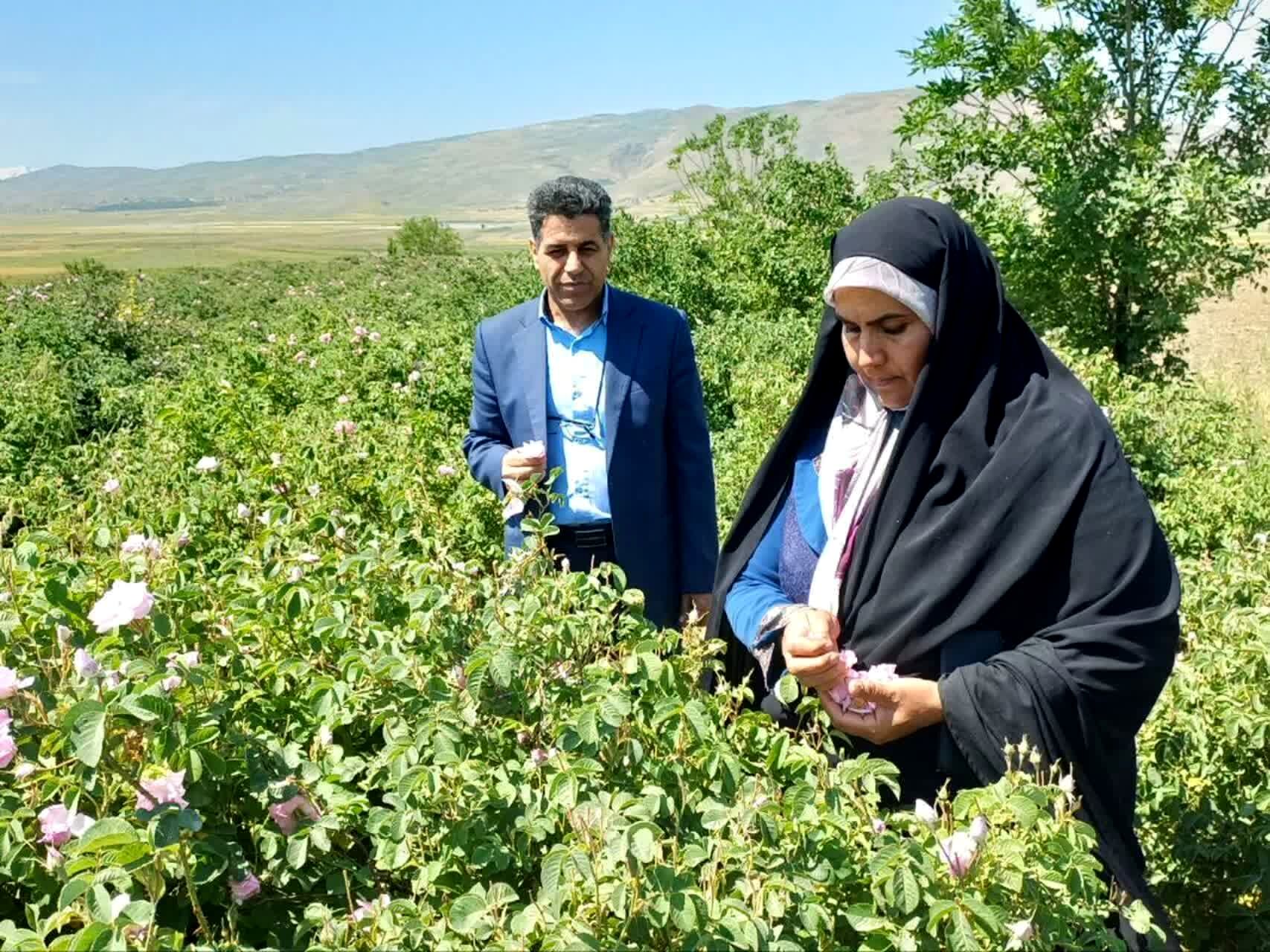 مزرعه گل محمدی بانوی همدانی الگویی ارزشمند از تلاش بانوان در رونق اقتصاد روستا است