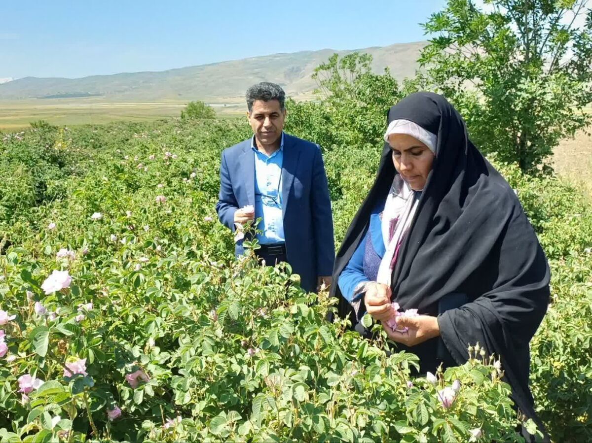 مزرعه گل محمدی بانوی همدانی الگویی ارزشمند از تلاش بانوان در رونق اقتصاد روستا است