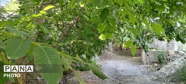 حال و هوای درختان روستای مایان