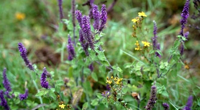 نگین سبز شمال ایران