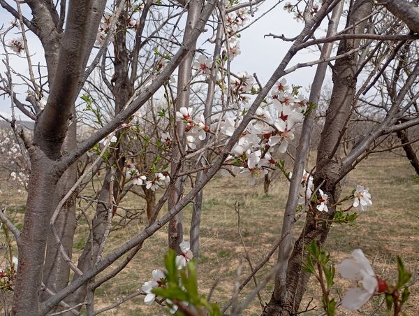  شکوفه های بهاری در روستای گزکوه
