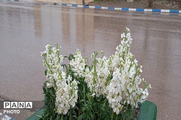  بارش باران در شهر بار 