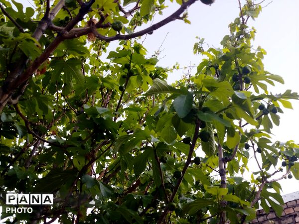 بارش رحمت الهی همراه با تگرگ در شهرستان نیشابور 