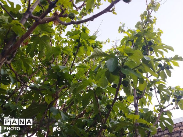 بارش رحمت الهی همراه با تگرگ در شهرستان نیشابور 