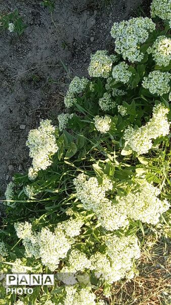 رویش شکوفه ها در روستای فرخ آباد