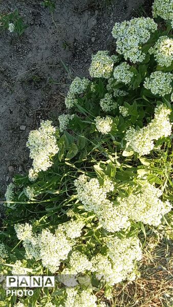 رویش شکوفه ها در روستای فرخ آباد