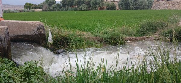برنج‌کاری در لردگان؛ نماد زندگی و فرهنگ محلی