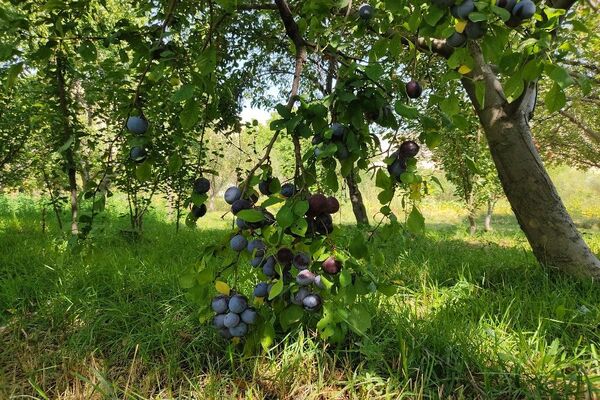 فصل زیبای پاییز در شهر بار نیشابور 