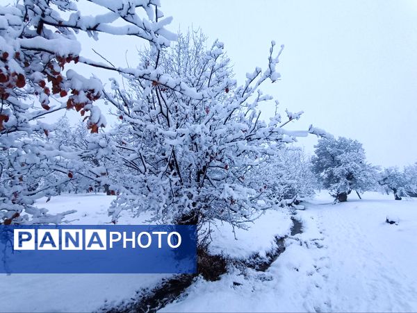 بارش برف جلوه ای از نعمت الهی در روزهای سفید باخرز
