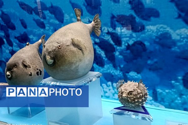 بازدید از موزه‌‌ حرم رضوی