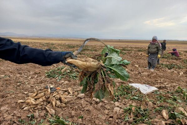 برداشت چغندرقند در روستای مفرنقا