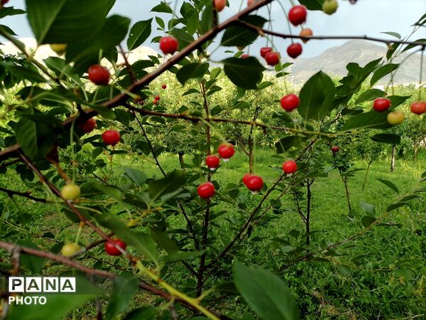 بارش شدید باران در اواخر خرداد ماه در شهر بار 