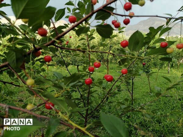 بارش شدید باران در اواخر خرداد ماه در شهر بار 