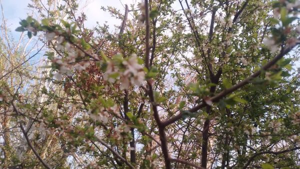منظره زیبای بهاری در سربیشه
