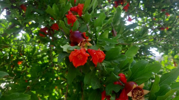 میوه‌های رنگارنگ در لردگان 