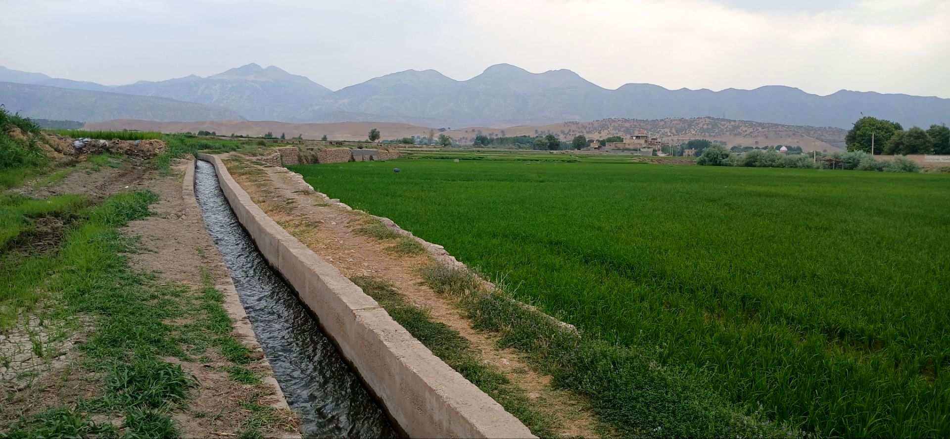 برداشت ۵۵ درصد برنج تولیدی گیلان تا دوم شهریورماه