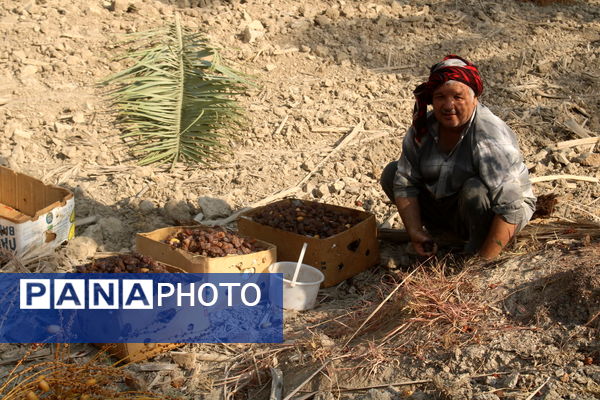 برداشت خرما در منطقه آبپخش