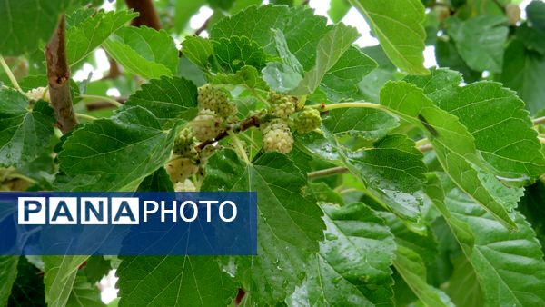 غافلگیری شهر بن از طرف آسمان
