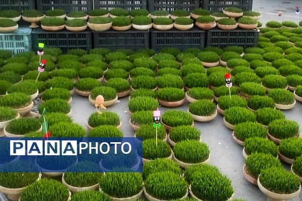 حال‌و هوای مردم شیراز در آستانه سال نو