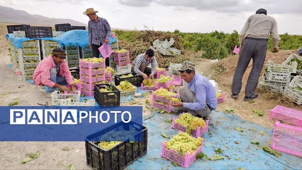 کیل گیری محصولات کشاورزی در شهرستان فاروج