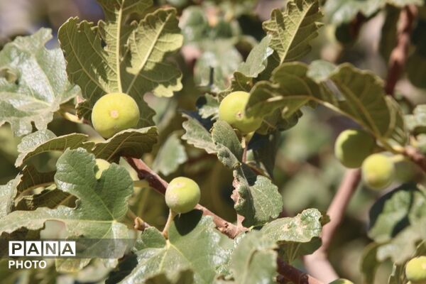 لاسرخ مهریز؛ مقصدی کوهستانی برای طبیعت‌گردان یزد