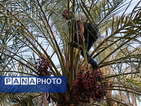 برداشت خرما در شهر رویدر 