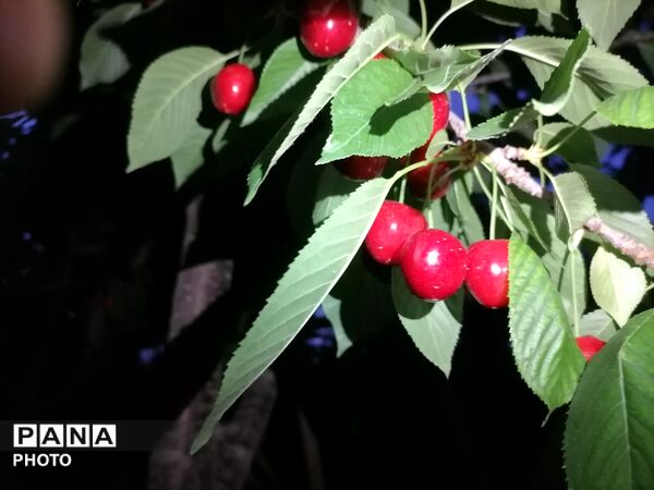 برداشت گیلاس از باغات و تصاویر زیبا از طبیعت سرسبز شهربار 